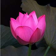 Lotus_Flower_4_5211