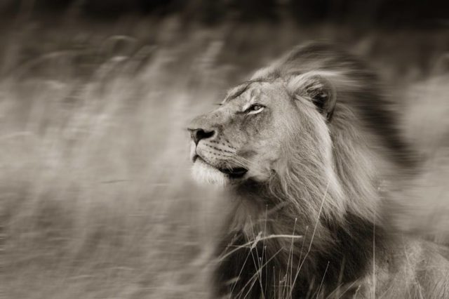 Lion of the Spirit